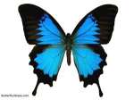 Uylsses butterfly